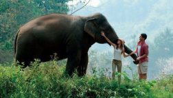 Elefanti_cambogia