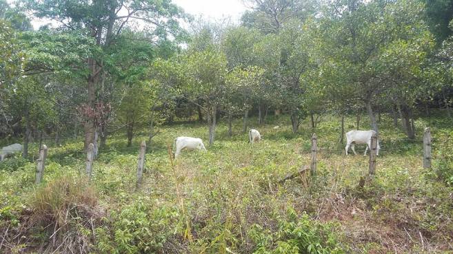 14102167_10153884203208333_5286402899899713849_n (1)