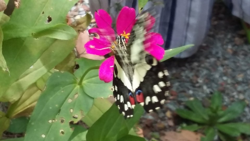 14138558_1757968147787081_1411429958_n