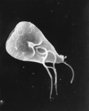 Giardia_lamblia_SEM_8698_lores
